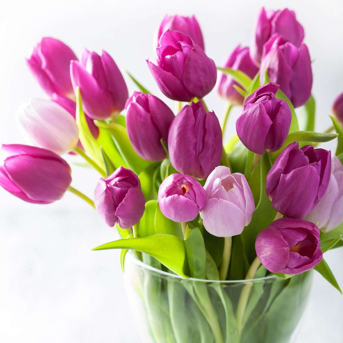 Почему на 8 марта принято дарить тюльпаны?